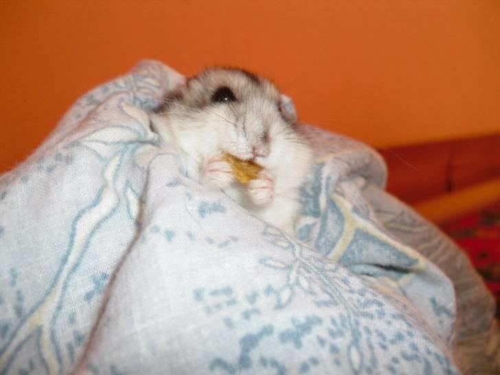 Dværghamster Pivsen billede 10