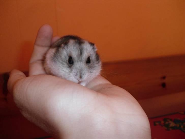 Dværghamster Pivsen billede 11