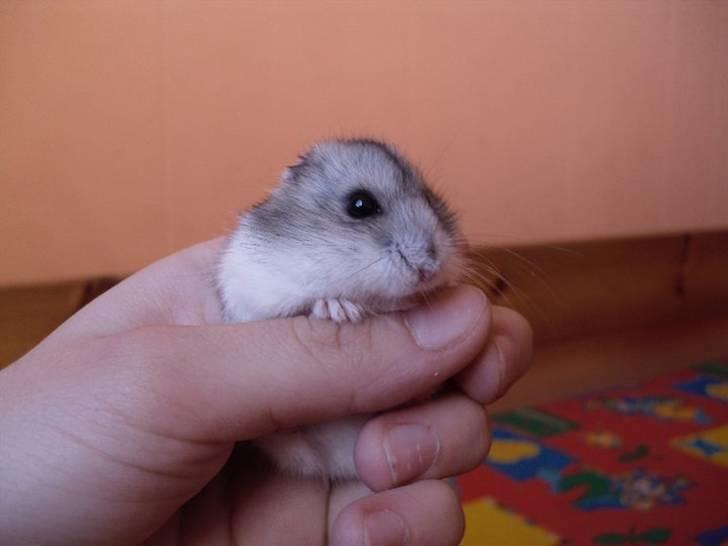 Dværghamster Pivsen billede 12