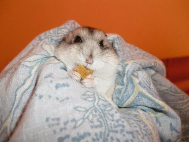 Dværghamster Pivsen billede 13