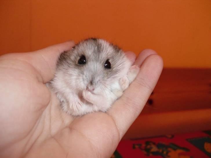 Dværghamster Pivsen billede 14