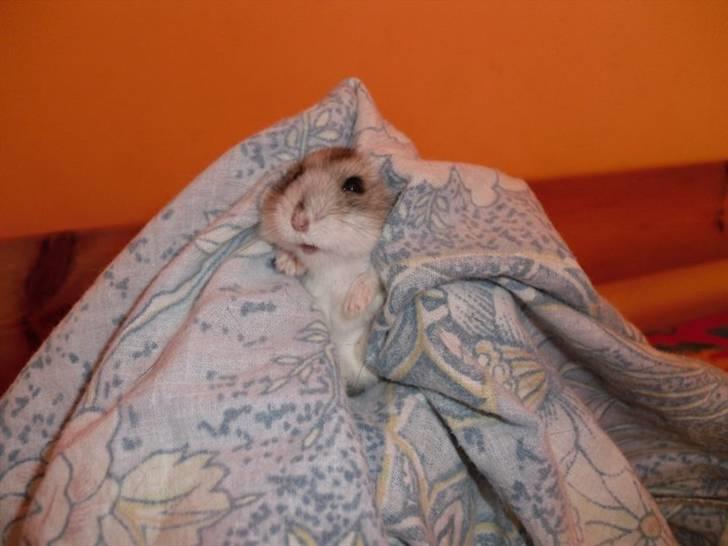 Dværghamster Pivsen billede 15