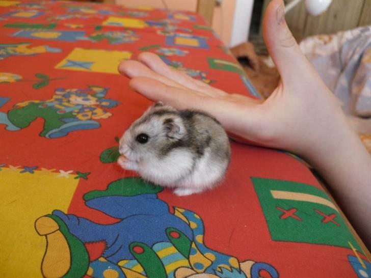 Dværghamster Pivsen billede 16