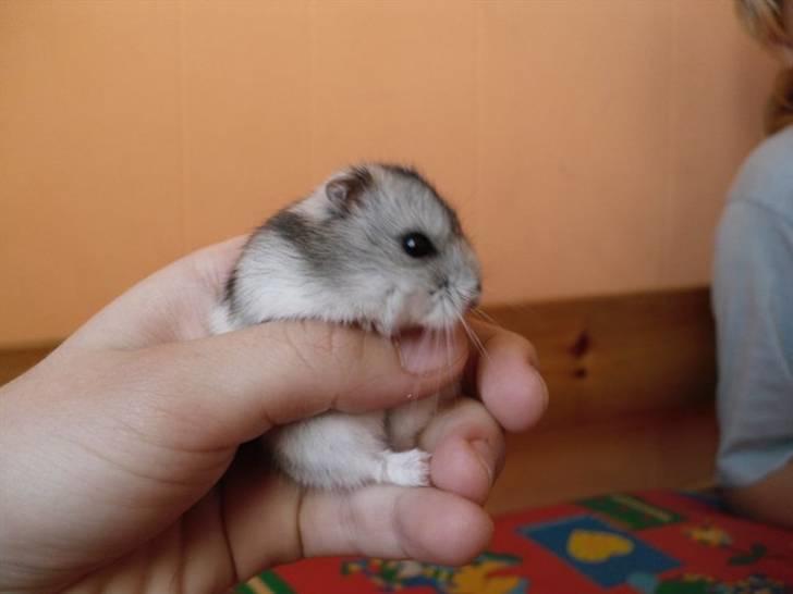 Dværghamster Pivsen billede 17
