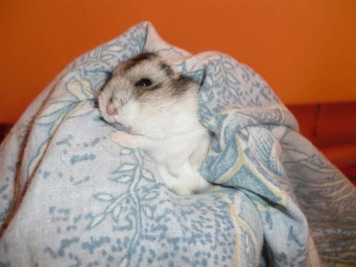 Dværghamster Pivsen billede 18
