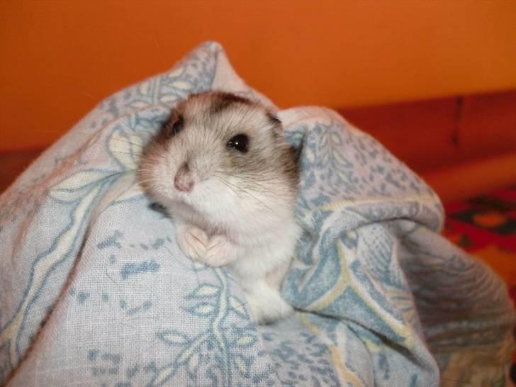 Dværghamster Pivsen billede 19