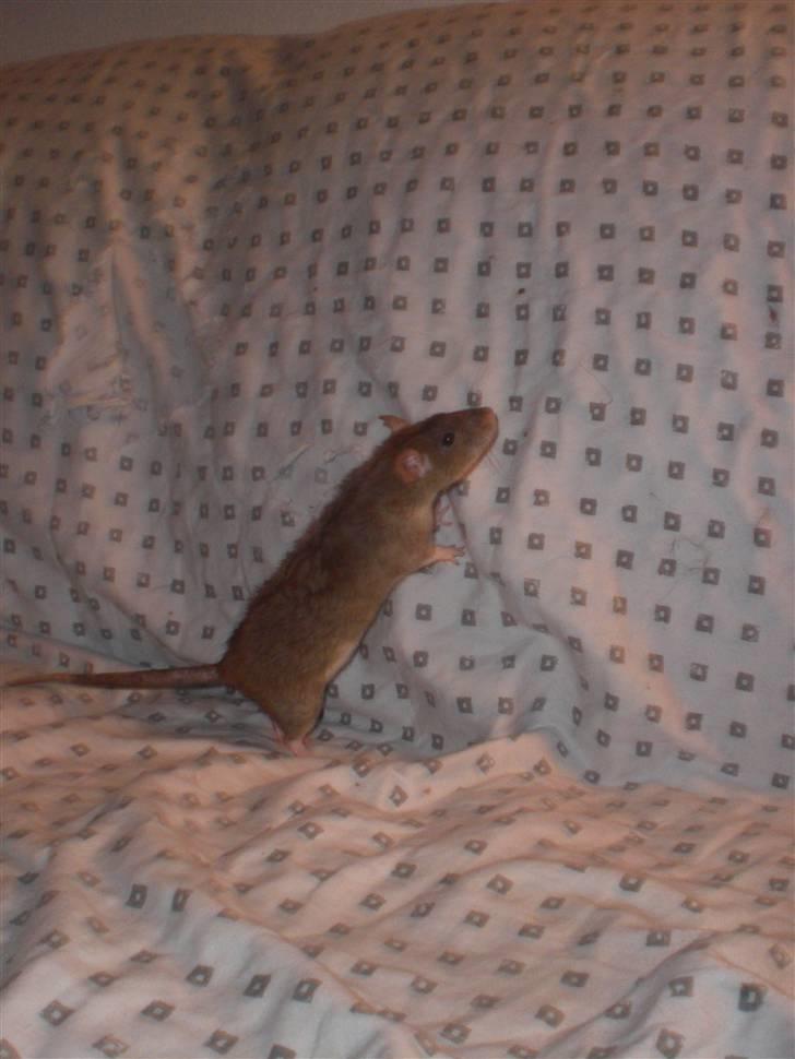 Tamrotte Faith RIP - 3/1-11. billede 15