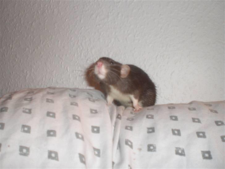 Tamrotte Vita RIP - 21/11-10. billede 14