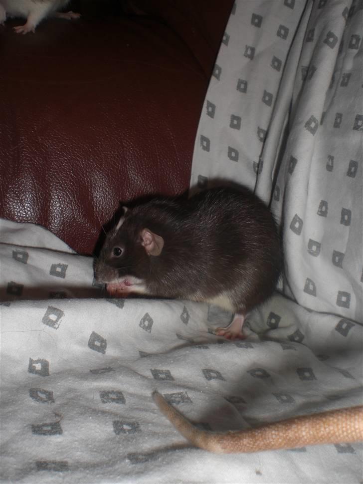 Tamrotte Vita RIP - 3/1-11. billede 15