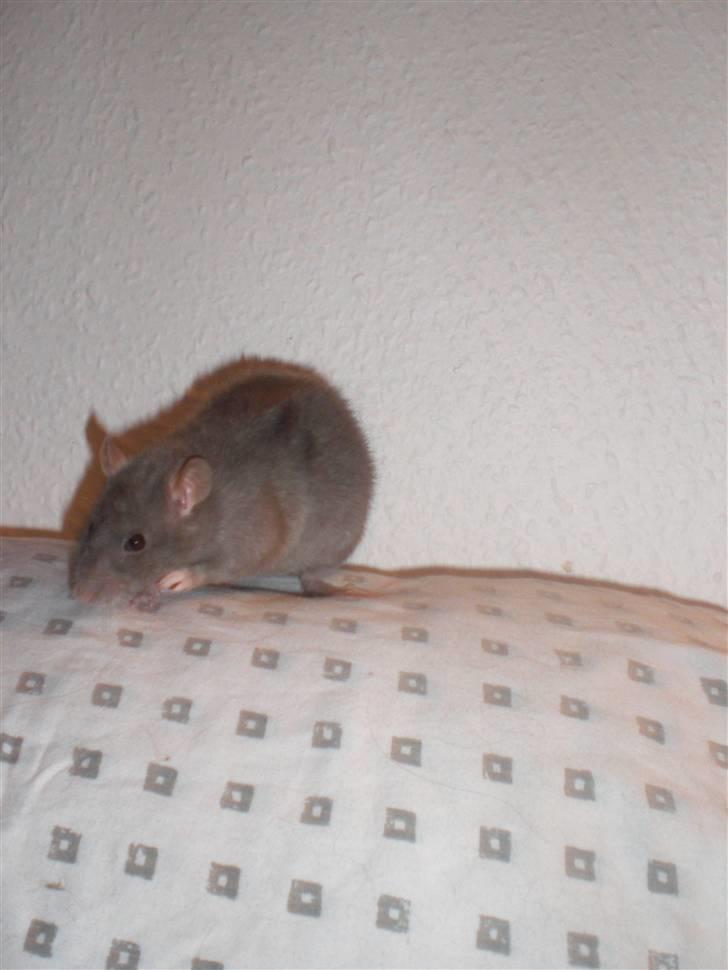 Tamrotte Altura RIP - 3/1-11. billede 13