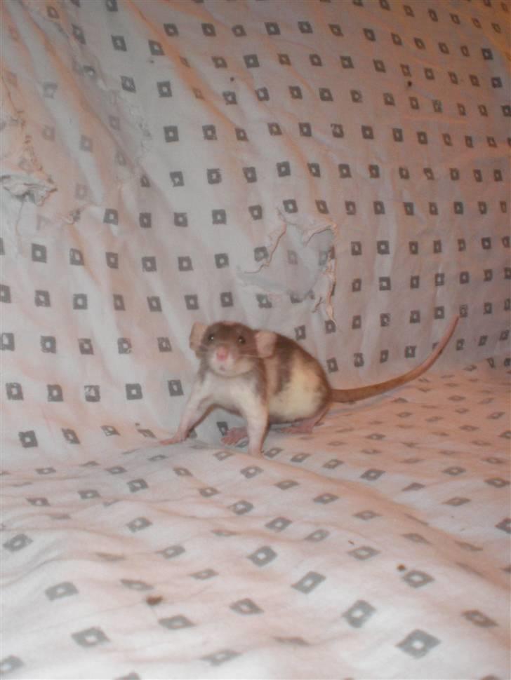 Tamrotte Dixie RIP - 21/11-10 billede 14