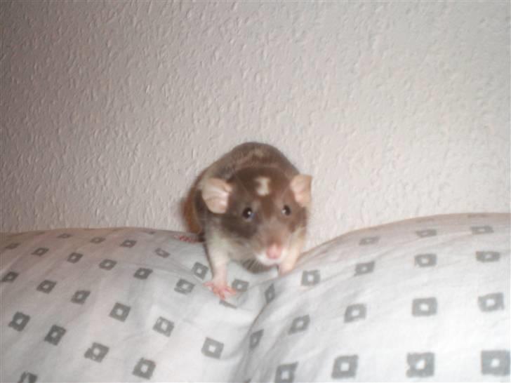 Tamrotte Dixie RIP - 3/1-11. billede 16