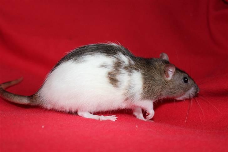 Tamrotte Petit billede 2