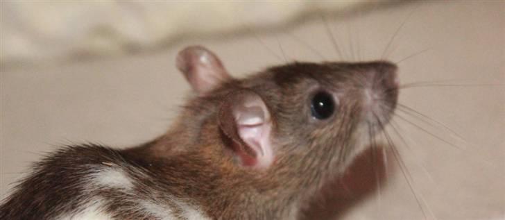 Tamrotte Petit billede 3