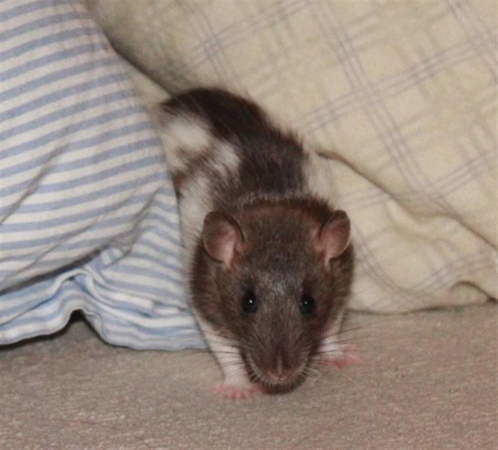 Tamrotte Petit billede 4