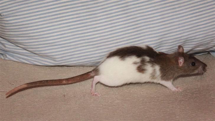 Tamrotte Petit billede 5