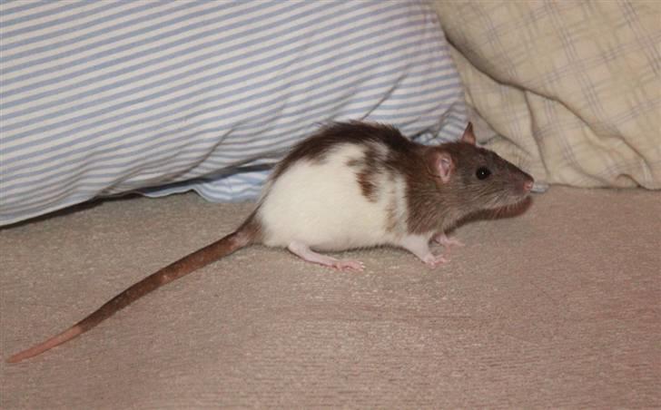 Tamrotte Petit billede 6