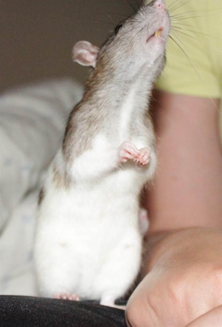 Tamrotte Petit billede 7