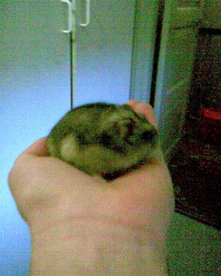 Hamster molly billede 4