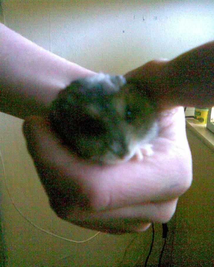 Hamster molly billede 5