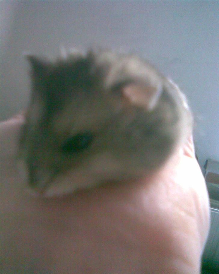 Hamster molly billede 6