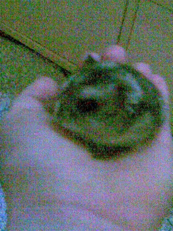 Hamster molly billede 7