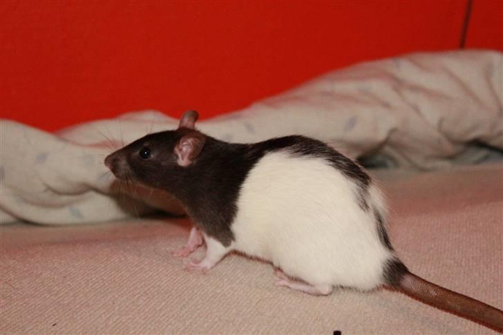 Tamrotte Paya billede 3