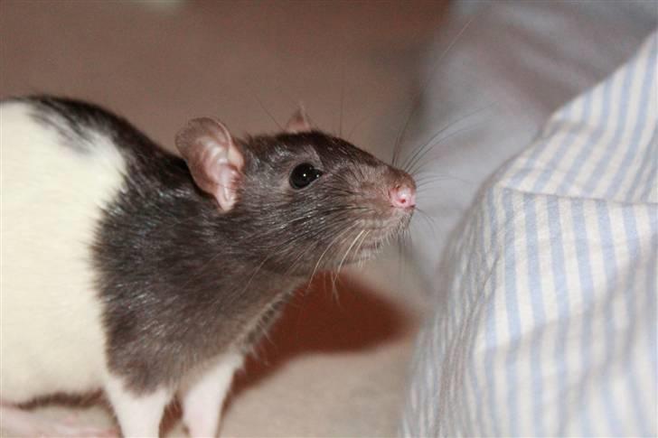 Tamrotte Paya billede 5