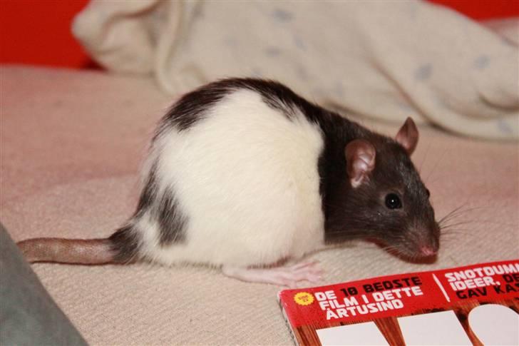 Tamrotte Paya billede 6