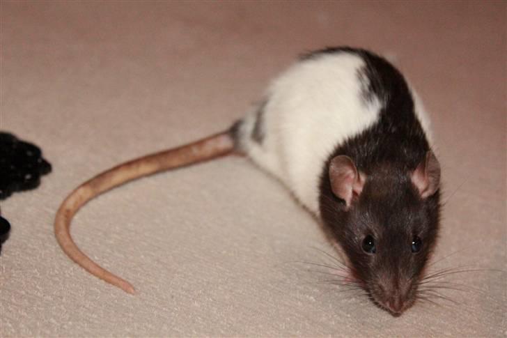 Tamrotte Paya billede 7