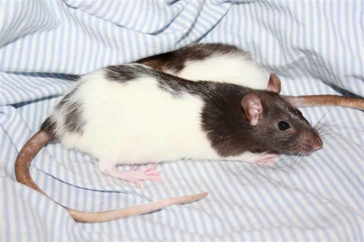 Tamrotte Paya billede 8