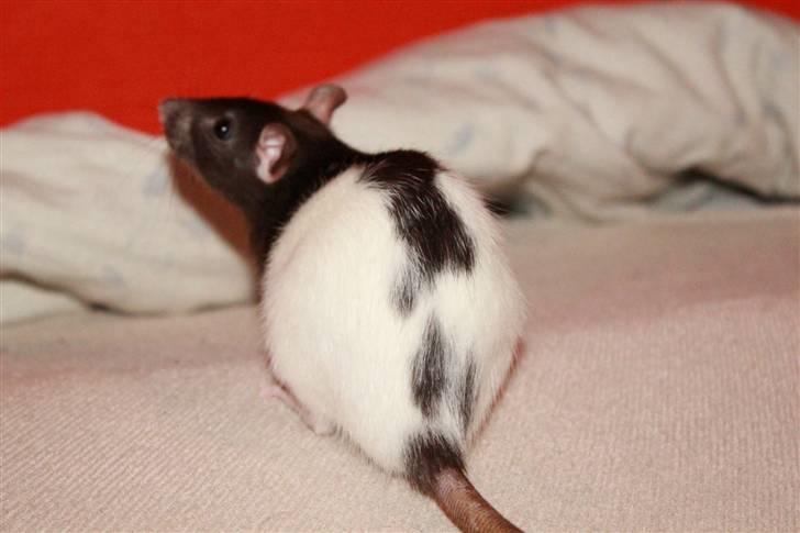 Tamrotte Paya billede 9