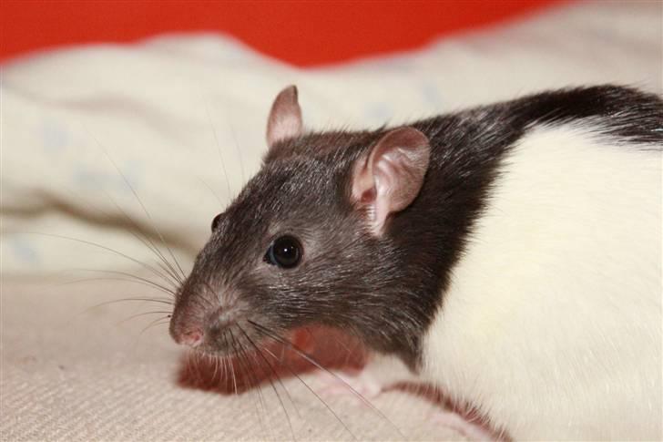 Tamrotte Paya billede 10