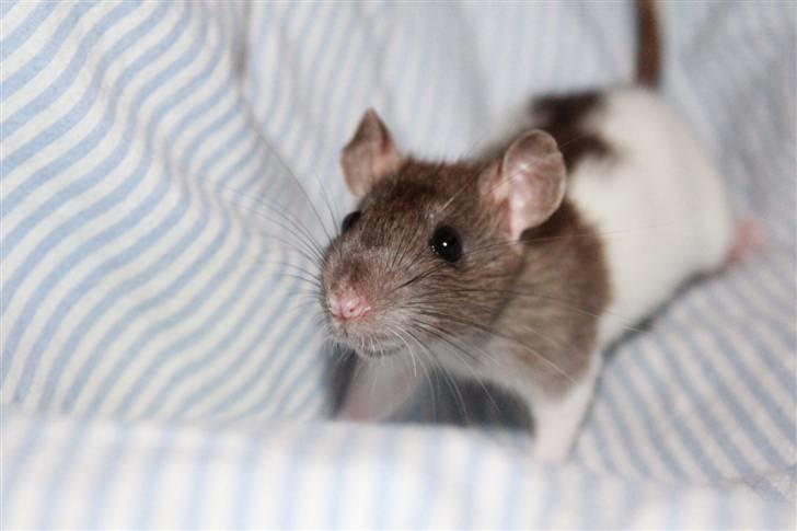 Tamrotte Petit billede 9