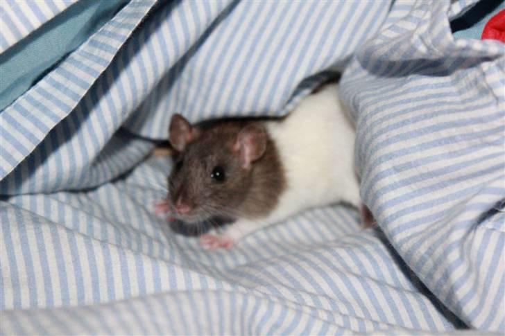 Tamrotte Petit billede 10