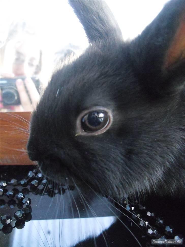 Kanin Fyldbinggaards Golden (= - Golden i sommers Billede taget af gammle ejer billede 5