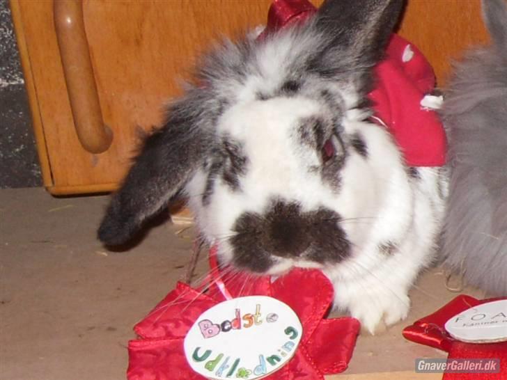 Kanin Holger .RIP.  <3 - holger til stævne hos emma hvor han vandt for bedste udklædning billede 11