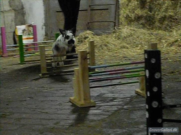 Kanin Holger .RIP.  <3 - holger til spring stævne hos emma dec. 2010 billede 12