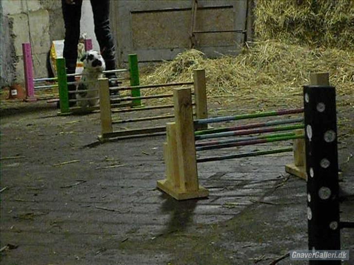 Kanin Holger .RIP.  <3 - holger til sit sidste spring stævne inden han døde billede 13