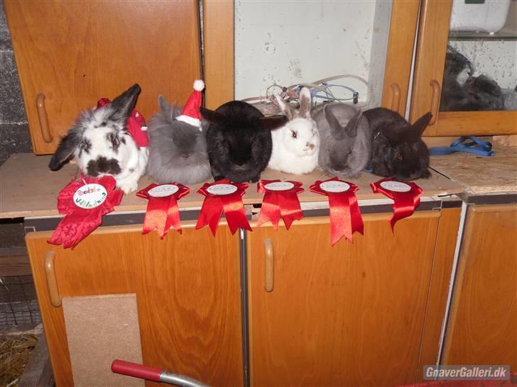Kanin Holger .RIP.  <3 - holger og alle de andre kaniner til premie overrækelse billede 14