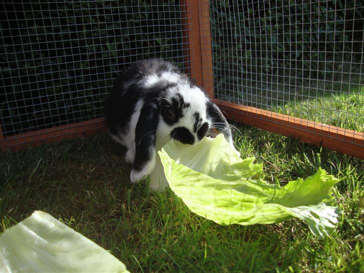 Kanin Domino billede 1