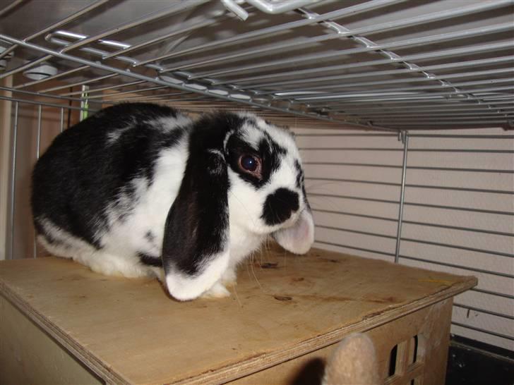 Kanin Domino billede 2