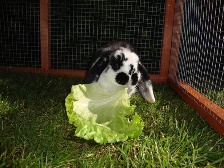 Kanin Domino billede 3