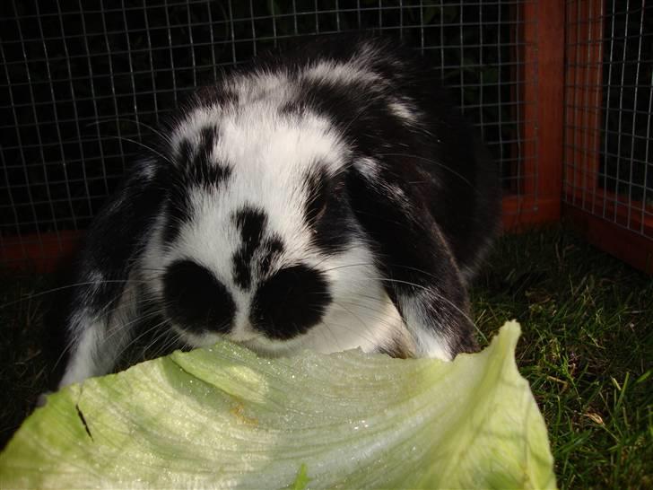 Kanin Domino billede 4