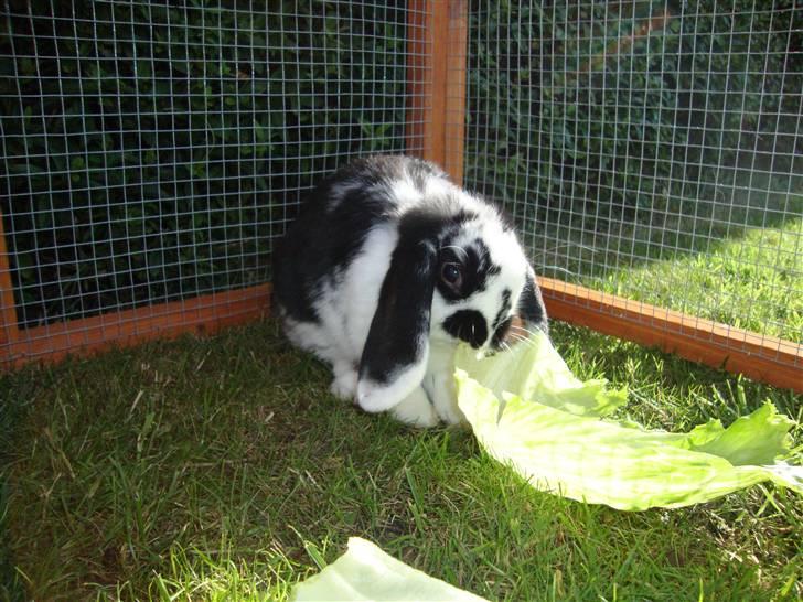 Kanin Domino billede 5