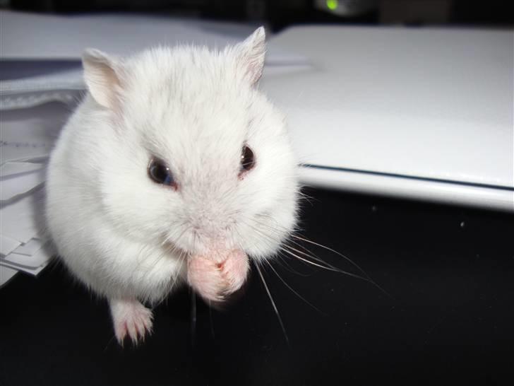 Dværghamster bibsi billede 1