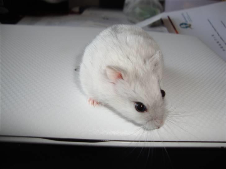 Dværghamster bibsi billede 2