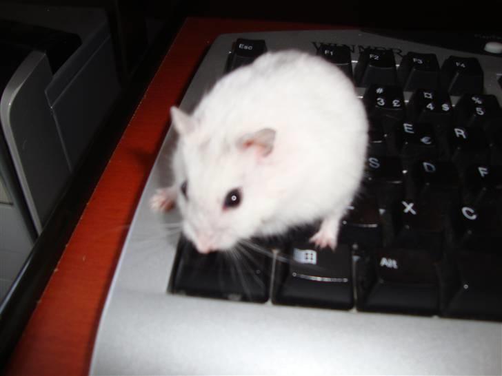 Dværghamster bibsi billede 3