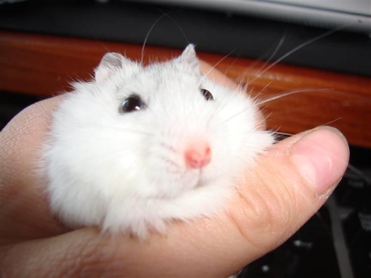 Dværghamster bibsi billede 4