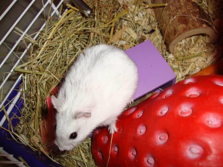 Dværghamster bibsi billede 5